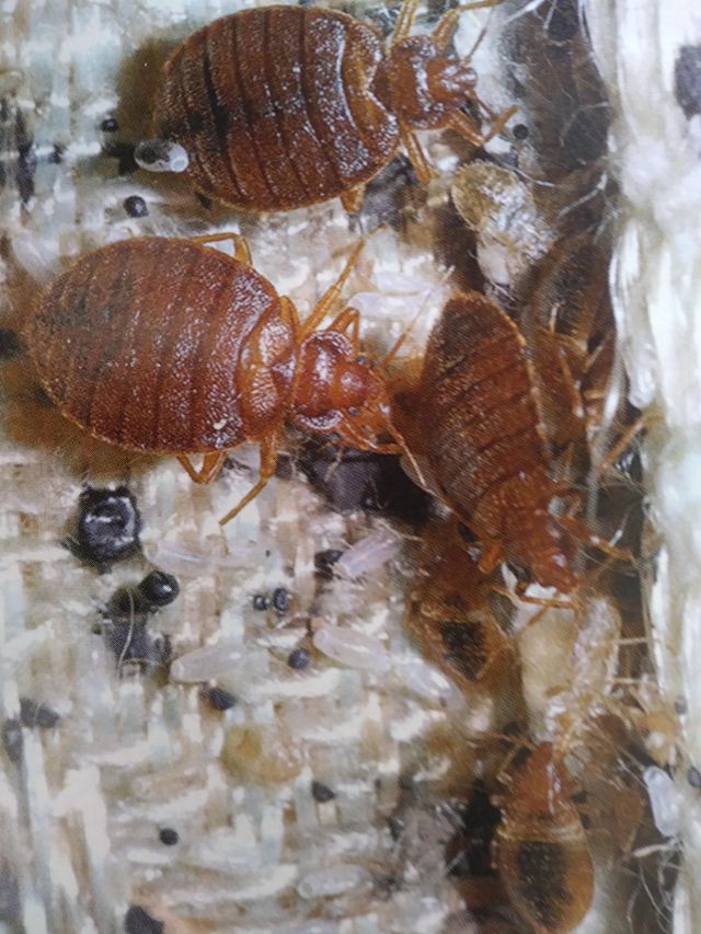 Destroyer pest control