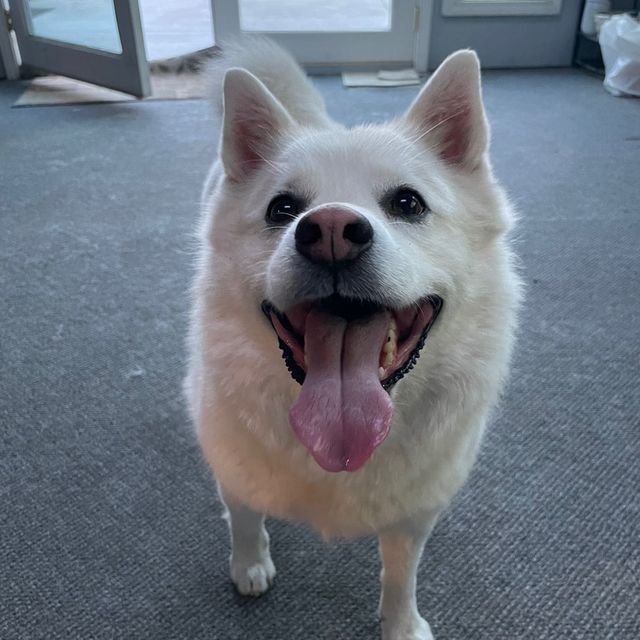 A+ Dog run's