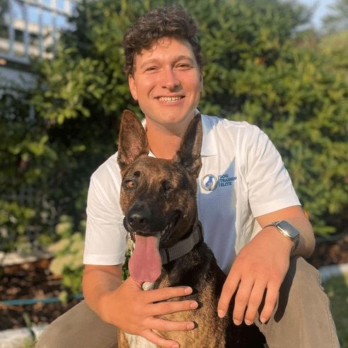 Dog Training Elite