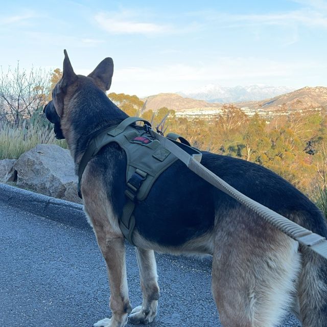 Dog Walker