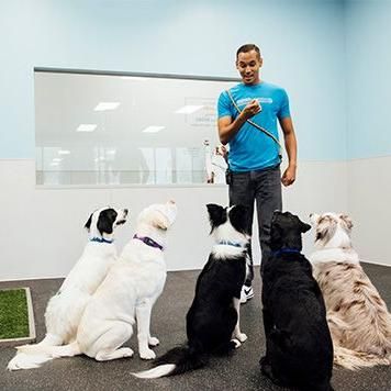 Dogtopia