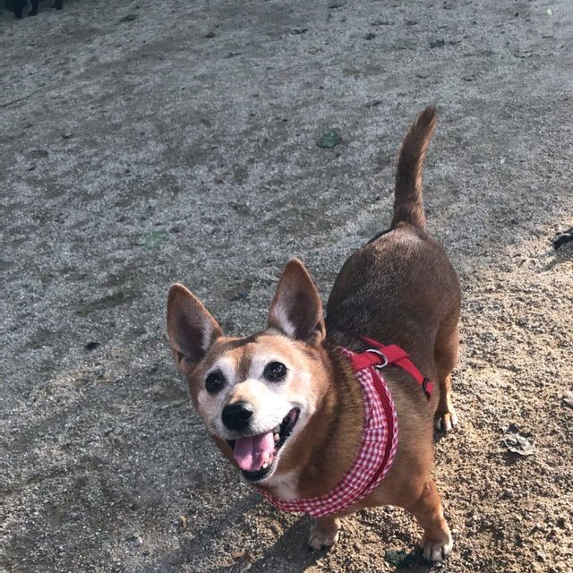 Dot’s Loving Pet Care