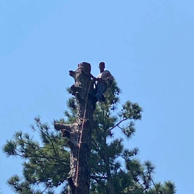 East Coast Tree Service