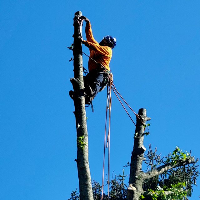 Eddie's Trees & Landscaping