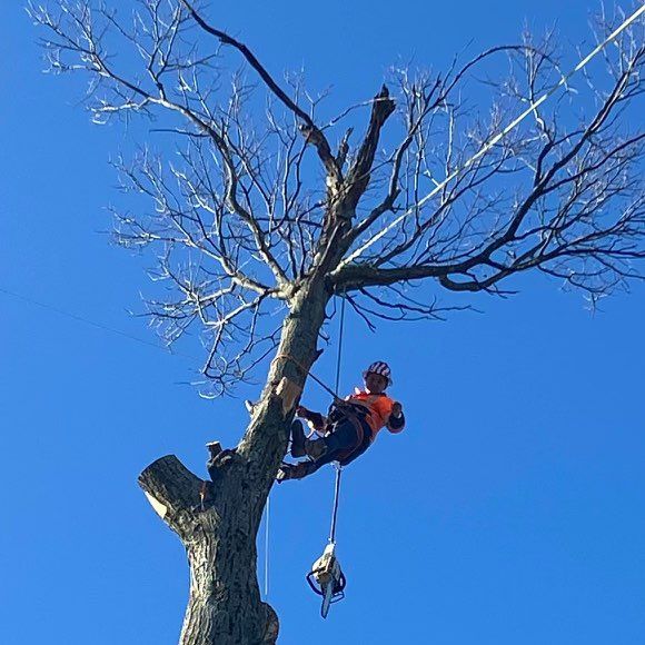 E&E Tree Experts LLC