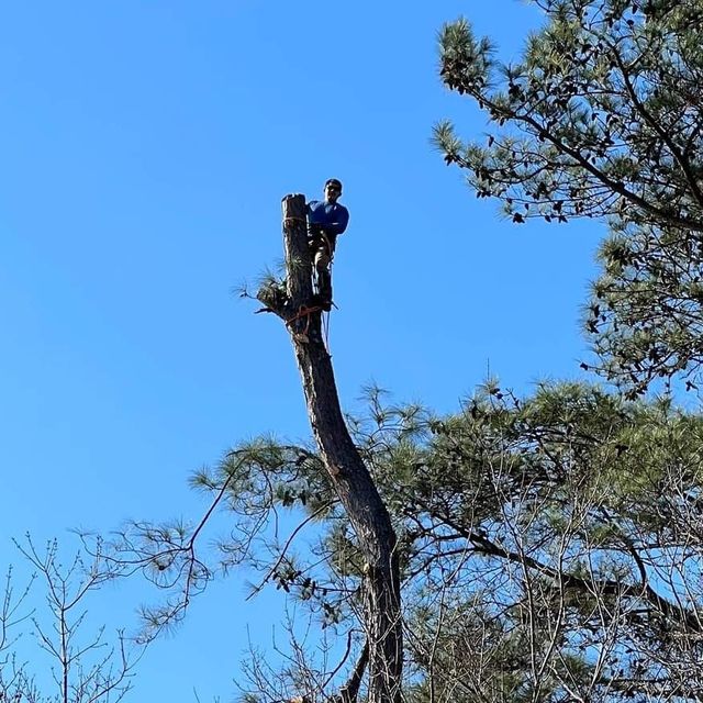 Emanuel's landscaping & tree service LLC