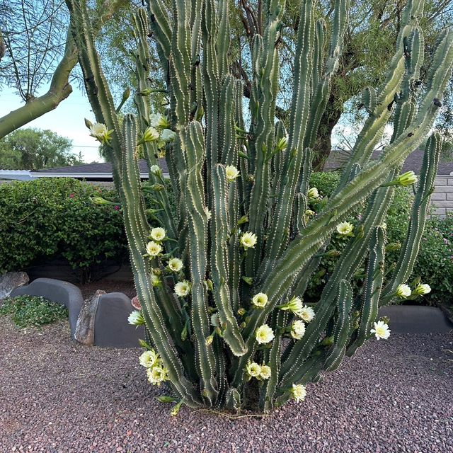 Evergreen tree llc