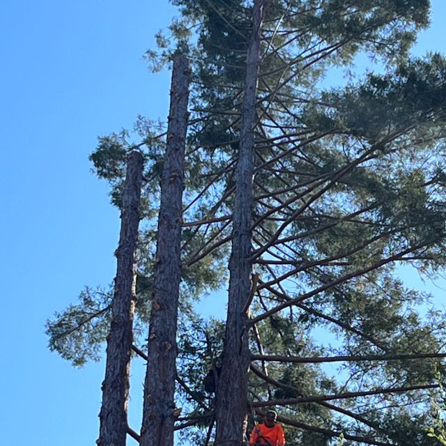 Golden Bay Tree Service