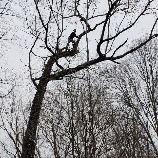 Golden Boys Tree Service