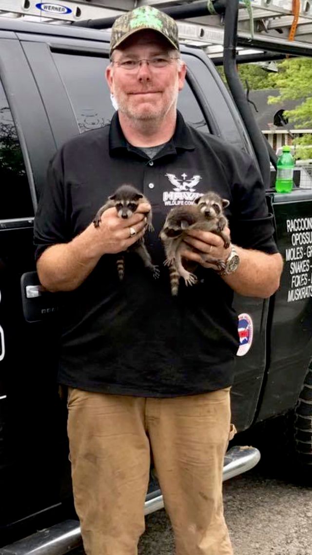 Hawk Wildlife Control