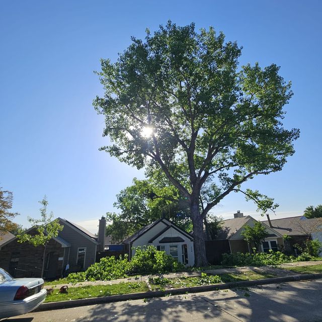 heavys tree service