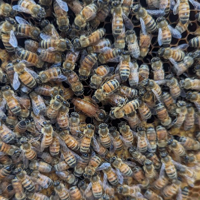 Hobble Creek Honeybeez