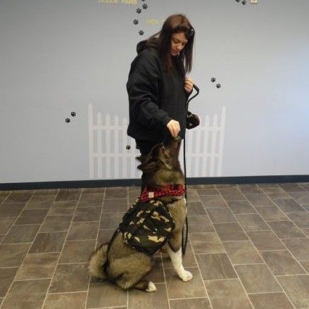 Jezzie Paws Dog Training - Marlborough MA
