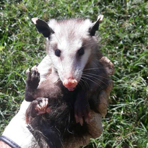 Jt Wildlife Removal