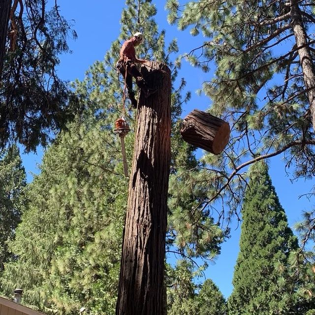 LD TREE CARE