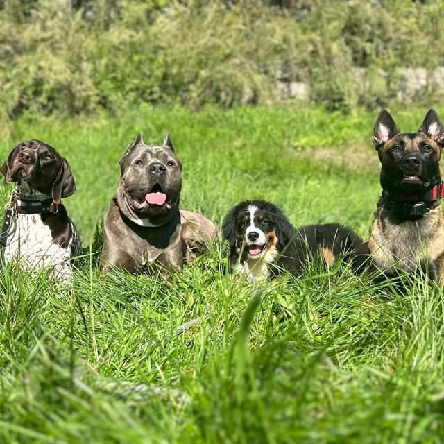Leash Drop Canine LLC