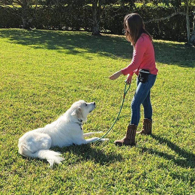 Liza's K9 Connection LLC