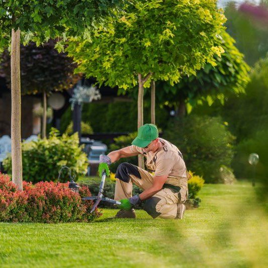 Los Primos Tree Landscaping & Construction