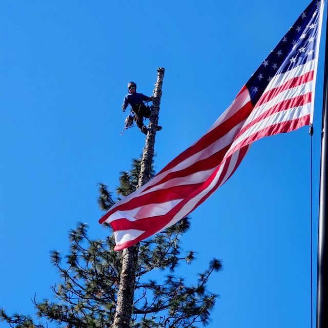 Loughnan tree service