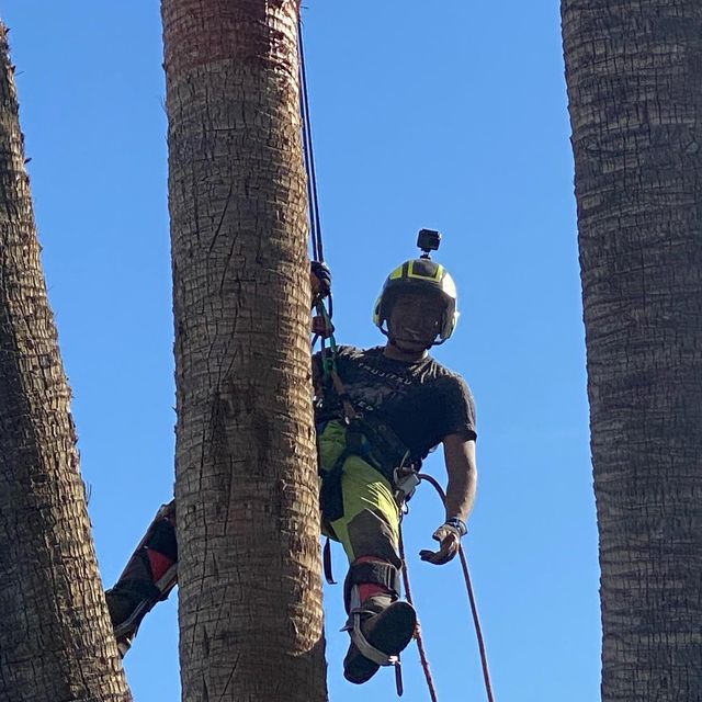 Malpartida’s Tree Service