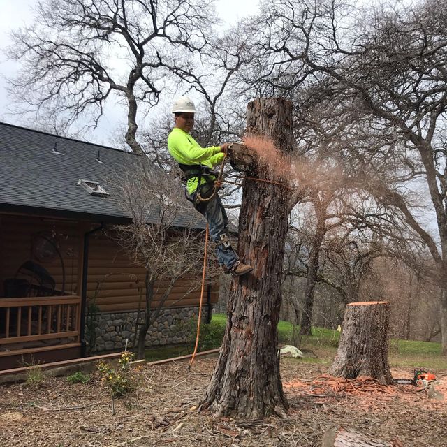 Matias Tree Service And Landscape
