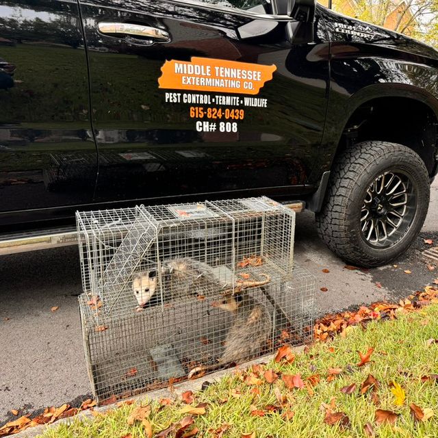 Middle Tennessee Exterminating LLC