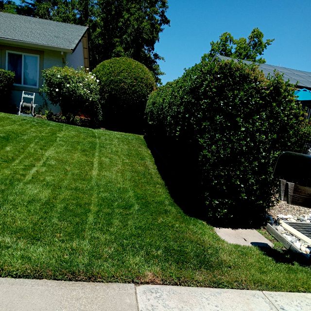 misael gardening