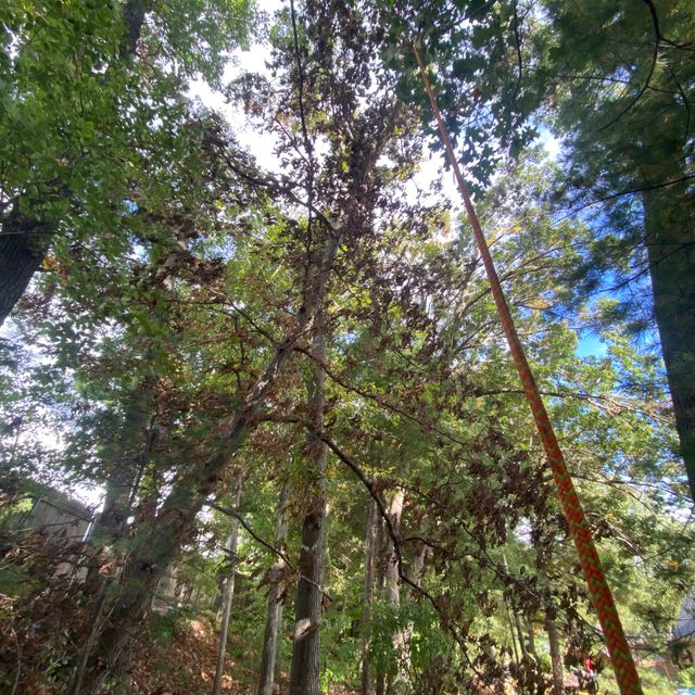 MM Tree Removal Services& Landscaping