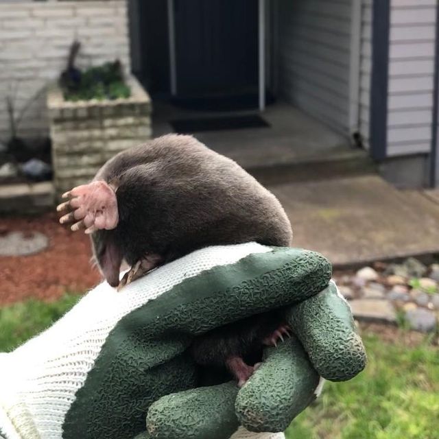 Mole No More LLC