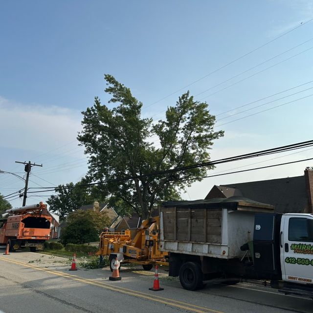 Murrays Tree Service