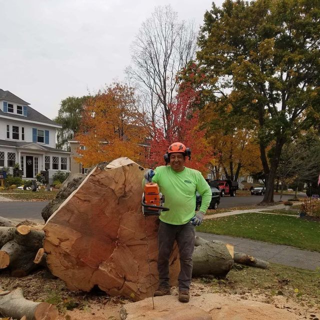 MVC TREE SERVICE