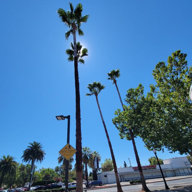 New Mountain Tree Service