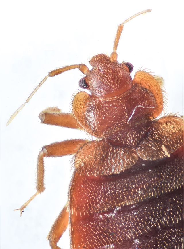 Northwest Bedbug Company