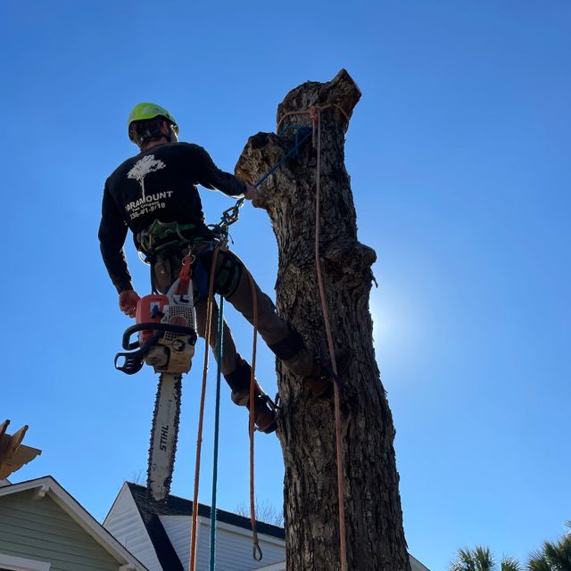 Paramount Tree Co.