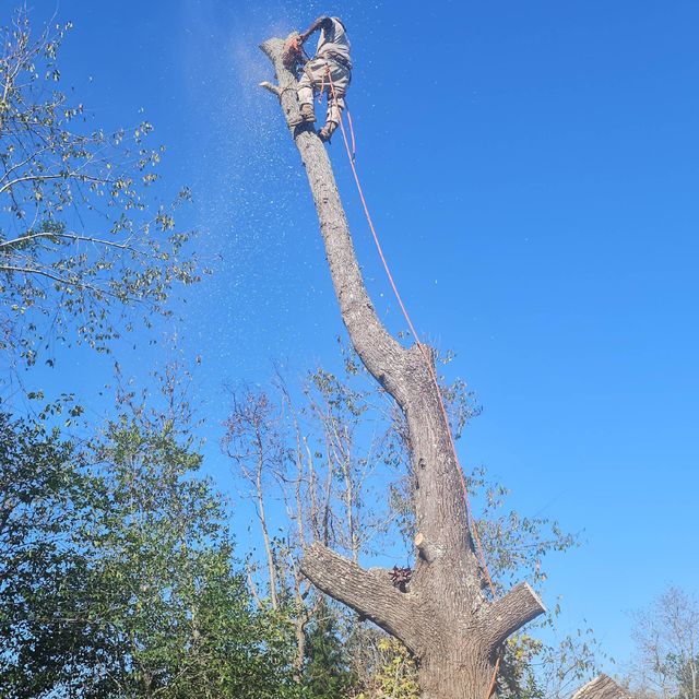 Paul Bunyon tree service llc