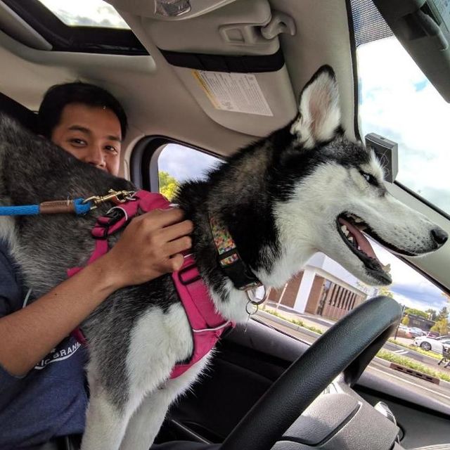 Pet Care Pro