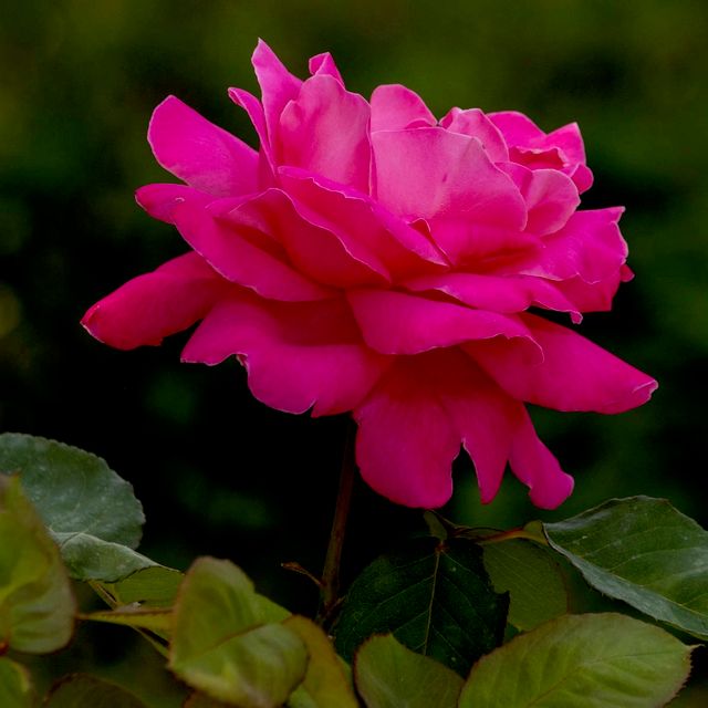 PixlFrames photography