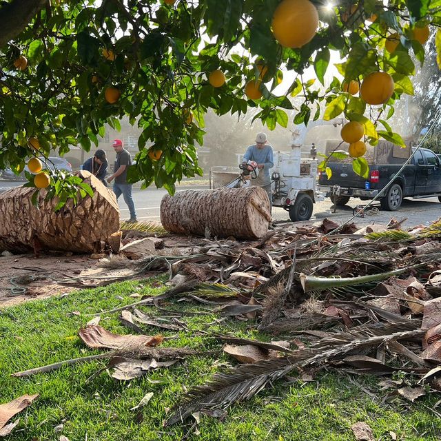 Ramírez Alvarado’s tree service