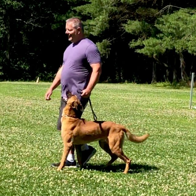 Real K9 Solutions
