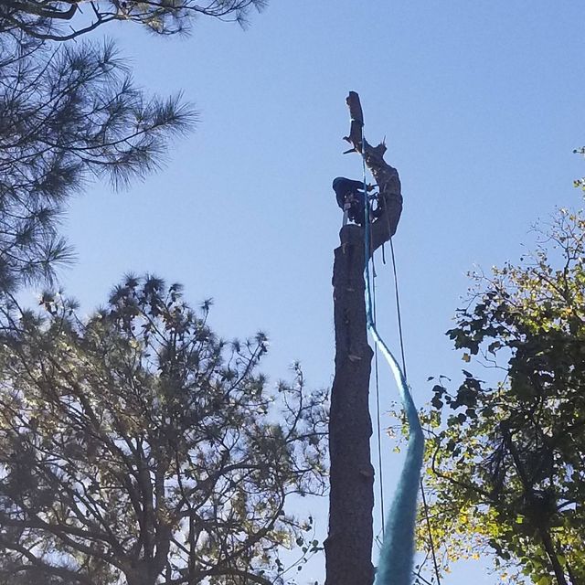 Rico tree service