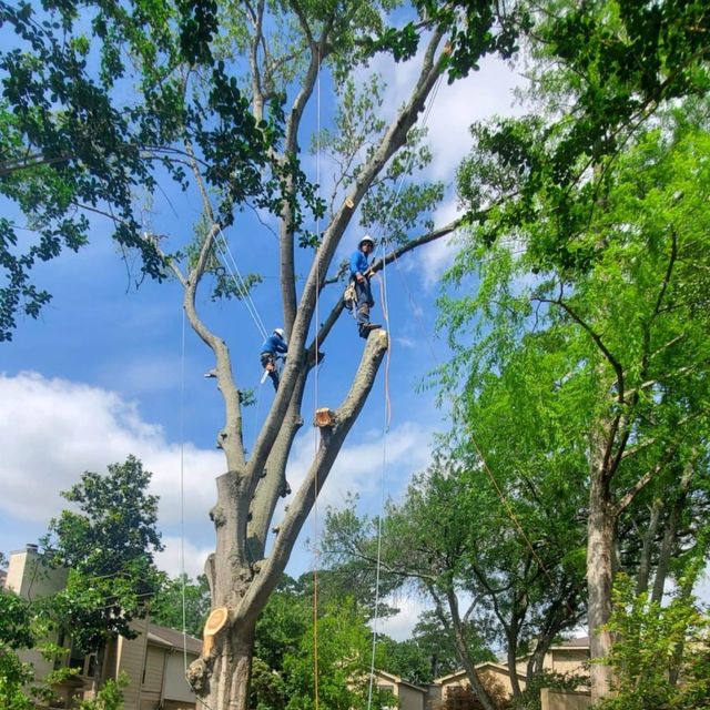 S J Y TREE REMOVAL & HARDSCAPE