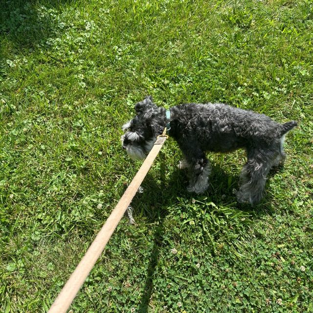 Terry's Dog walker
