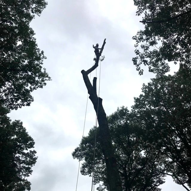 A & A Tree Services LLC.
