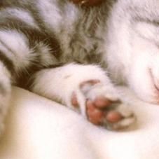 Valerie’s Helping Hands Pet Care