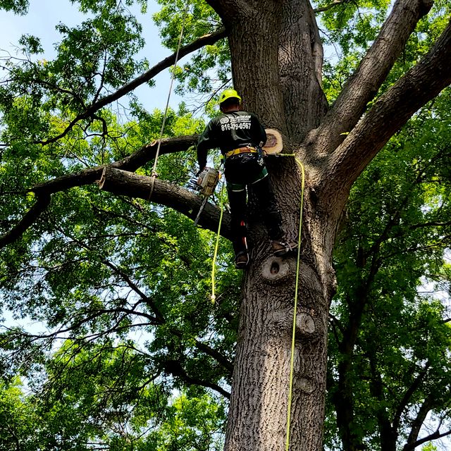 Villagran Tree Service LLC