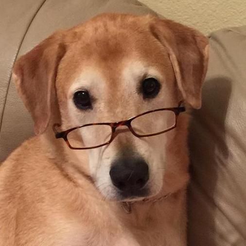Wagtime Dog Training
