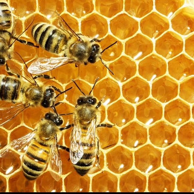 We Love Bees LLC