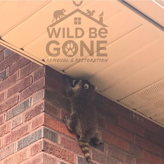 Wild Be Gone Removal & Restoration