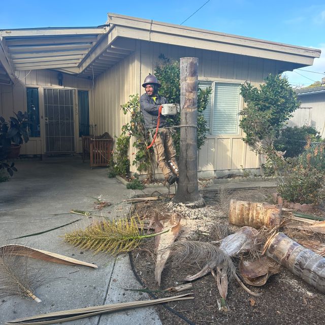 Willy’s Tree Services