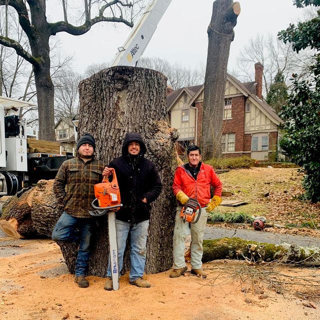 WORLD TREE SERVICE